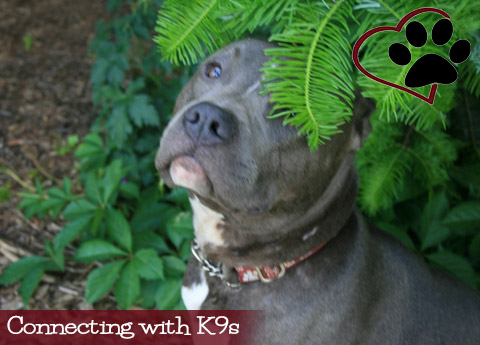 connectingwithk9srescue