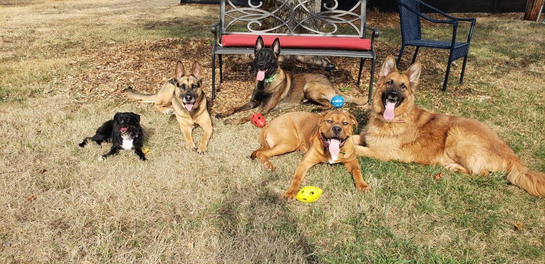 penny,cora,logan,sitka,eddie